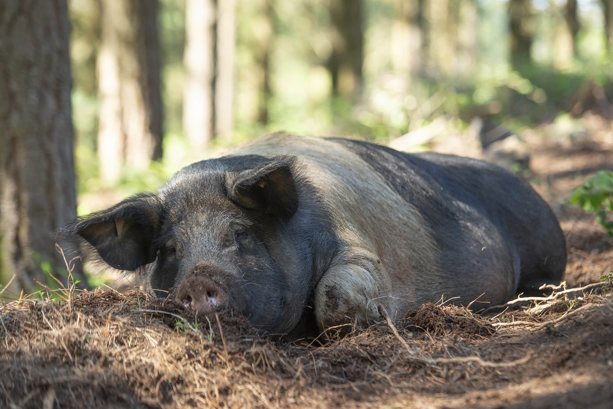 Wildschwein